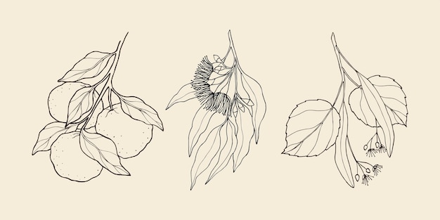 Line art yuzu fruit eucalyptus linden