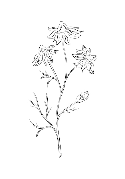 Line drawing echinacea flower with buds black sketch Plant with leaves one line illustration Minimalist prints Herb drawing