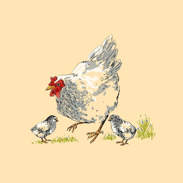 Line drawing hen chicken in vintage engraving style hand drawn vector illustration collection