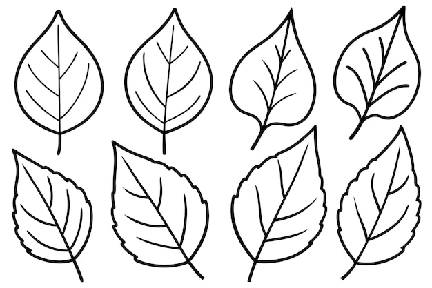 Vector a line drawing of leaves with a line drawing of leaves