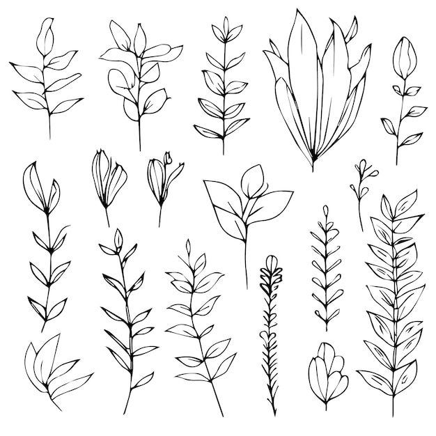 A line drawing of plants with leaves and flowers.