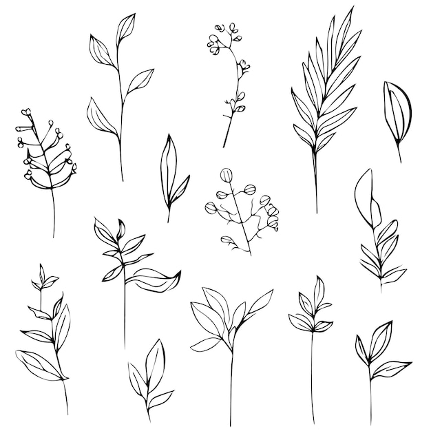 A line drawing of plants with leaves and flowers.