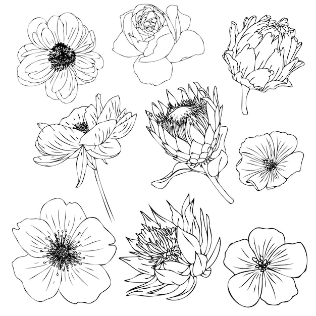 Line flowers sketch Vector floral contour drawing Exotic trendly flower