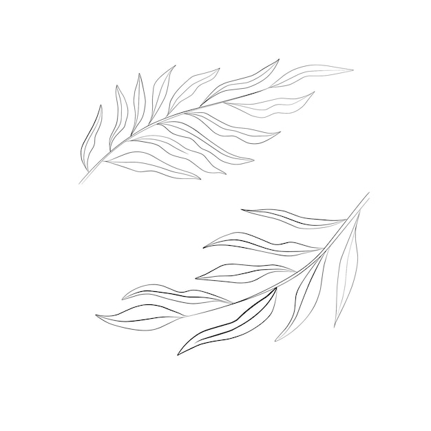 Line Plants Sketch of leaves