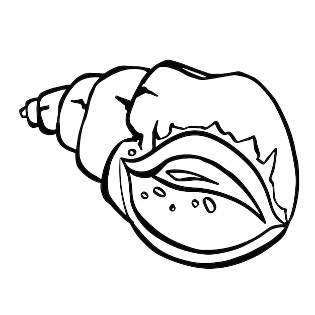 Line seashell symbol vector hand drawn