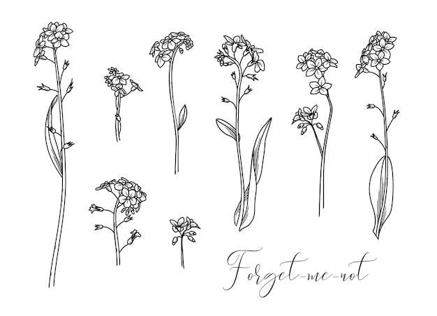 linear illustration of woodland flowers isolated on white background