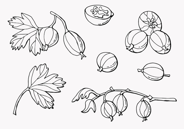 Linear set of gooseberry berries Line art White background isolate Vector illustration