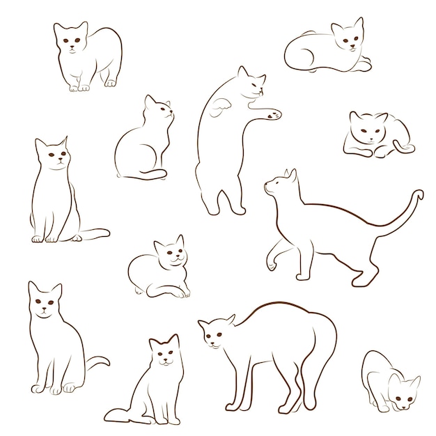 Lines of cats