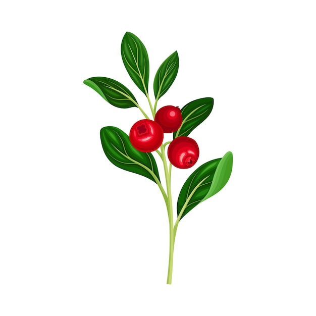 Lingonberry Branch with Oval Leaves Bearing Edible Red Fruit Vector Illustration