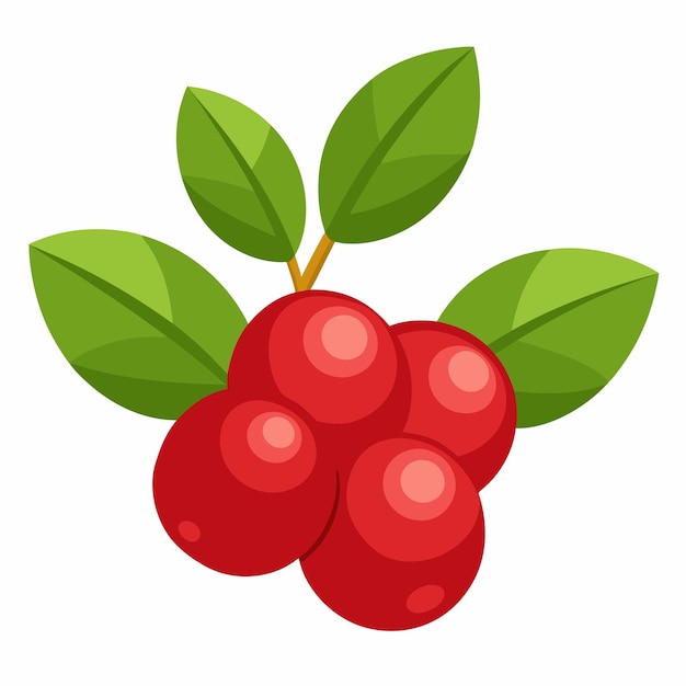 Vector lingonberry cranberry color cartoon illustration vector fresh ripe red berry