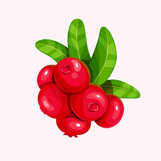 Lingonberry with leaves isolated