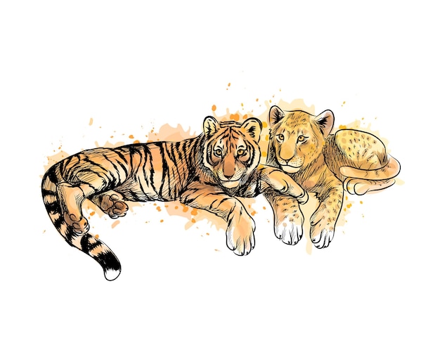 Lion Cub and tiger cub from a splash of watercolor, hand drawn sketch.  illustration of paints