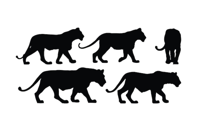 Lion walking in different positions silhouette set vector Adult lion silhouette collection on a white background Carnivore animal like lion tiger and big cats full body silhouette bundle