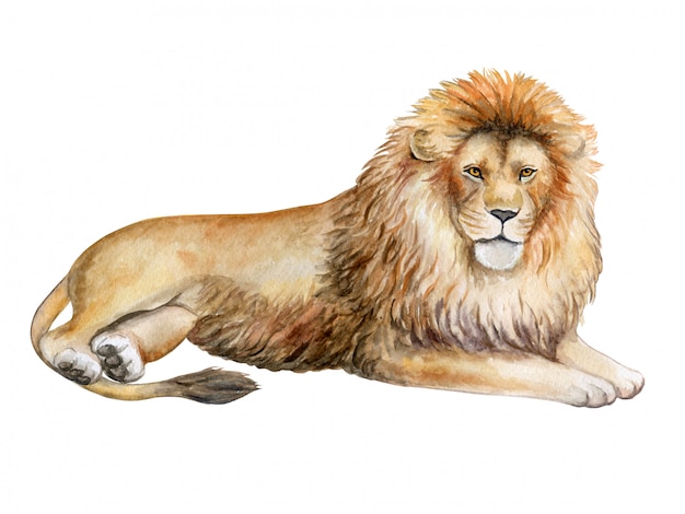 Lion in watercolor