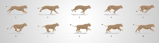 Vector lioness run cycle animation sequence