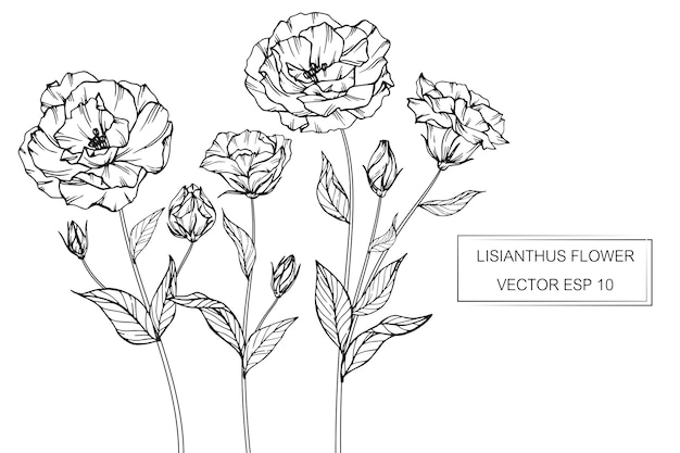 Lisianthus flower drawing illustration