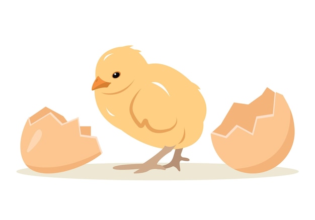 Little yellow chicken baby and broken egg Newborn cute chick small bird emergence from egg