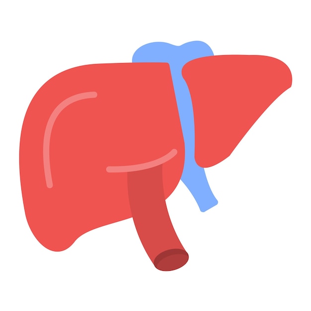 Liver Flat Illustration