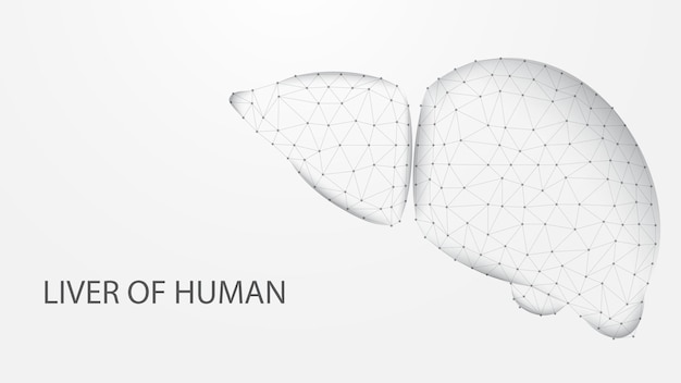 Liver of human anatomy structure line connection Low poly wireframe design