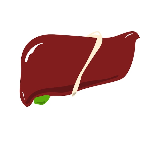 Liver human2