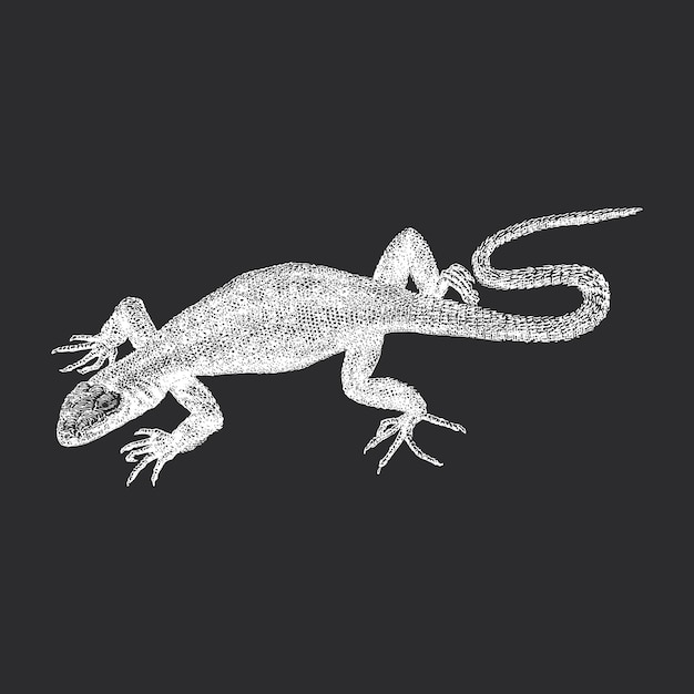 Vector lizard vintage hand drawn sketch in vector