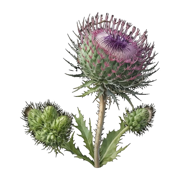 Vector ll thistle cirsium vulgare old engraved vector flower