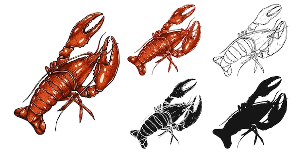 Lobster  by hand drawing.