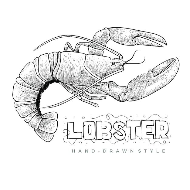 lobster vector with hand drawn style, realistic animal illustration