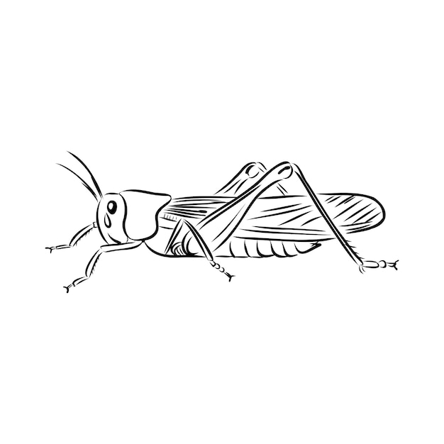 Locust contour sketch isolated on white background vector