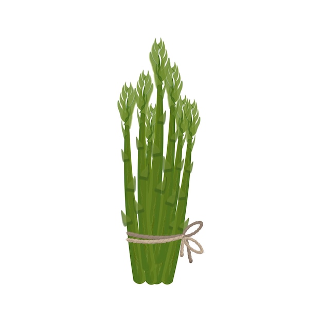 Logo Illustration Vector of Bunch Fresh Green Asparagus