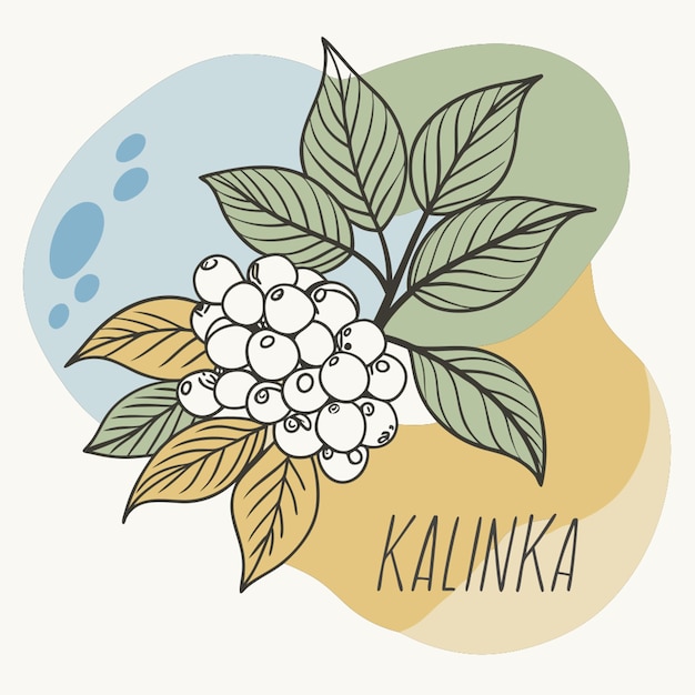 Vector logo in a minimalistic style for cosmetics with viburnum berries name kalinka vector illustration