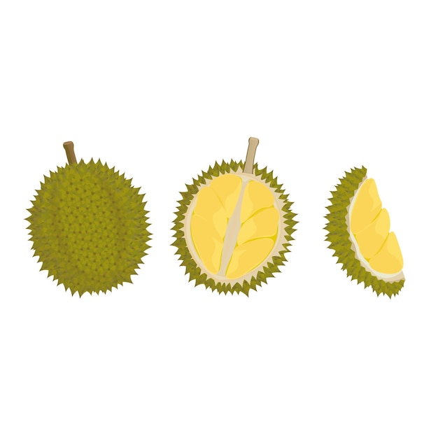 Logo Vector illustration of fresh peeled durian fruit