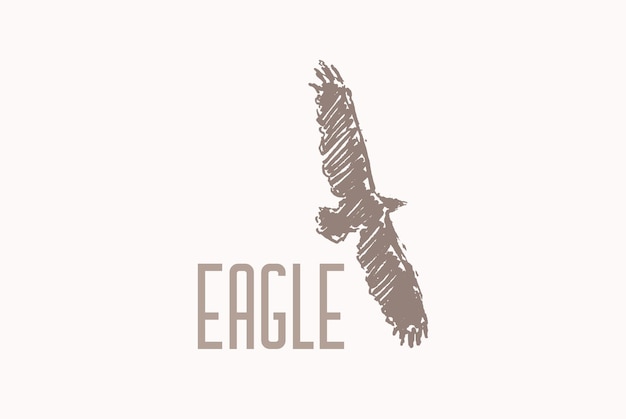 Logotype with hand drawn eagle illustration, sketch