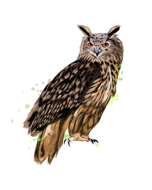 Long-eared Owl, Eagle owl from a splash of watercolor, colored drawing, realistic.  