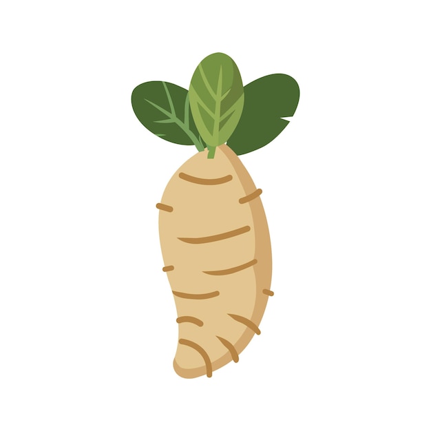 Long Ginger vegetable Vector Illustration