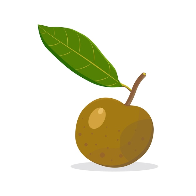 Longan fruit with leaves design elements style vector illustration