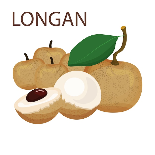 longan fruits and half with green leaves isolated on a white background vector illustration