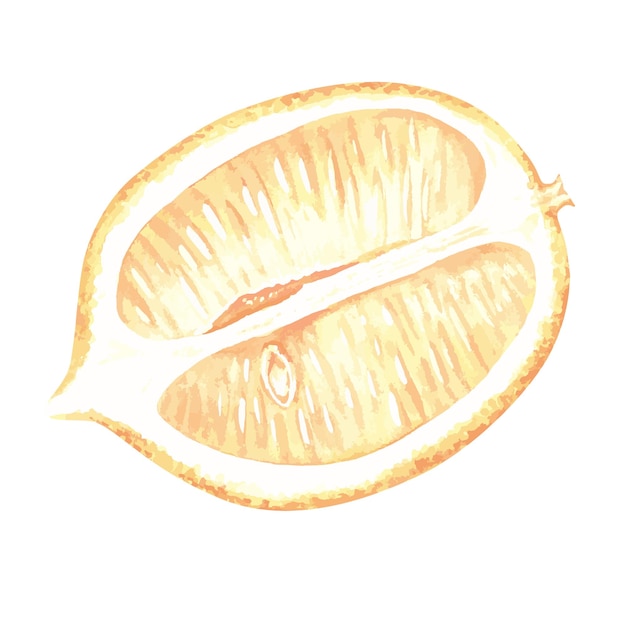 Longitudinally cut lemon Half a citrus Watercolor illustration Isolated on a white background For your design stickers nature prints product packaging with citrus acid or scent