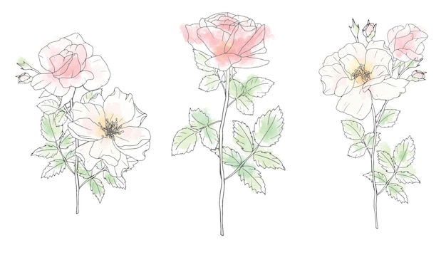 Loose watercolor doodle line art rose flower bouquet elements collection