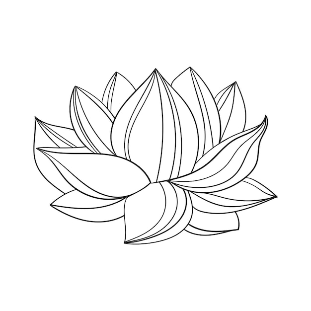 Lotus flower is a large open bud simple drawing of a lotus with curved petals