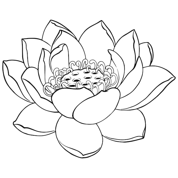 Lotus flower linework vector