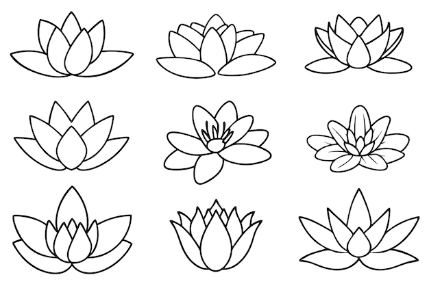 lotus flowers on a white background