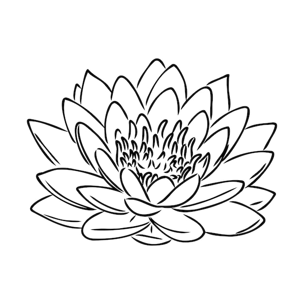 A lotus lily water flower in a vintage woodcut engraved etching style