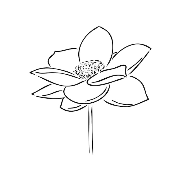 A lotus lily water flower in a vintage woodcut engraved etching style