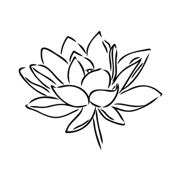 A lotus lily water flower in a vintage woodcut engraved etching style