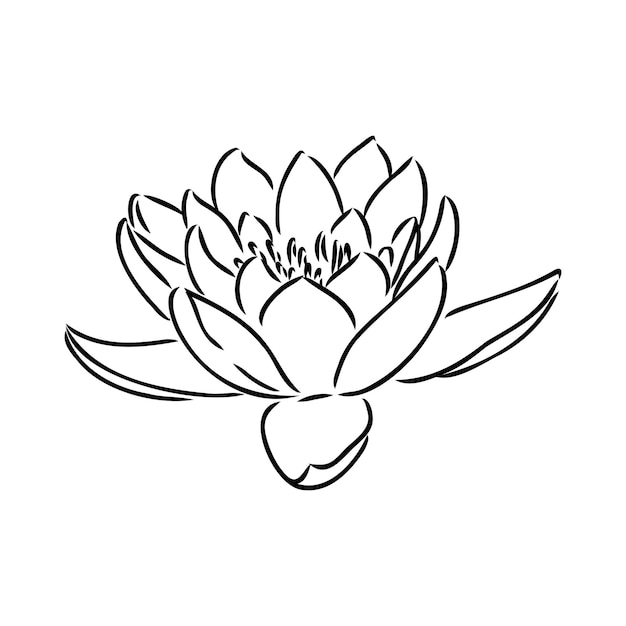 A lotus lily water flower in a vintage woodcut engraved etching style