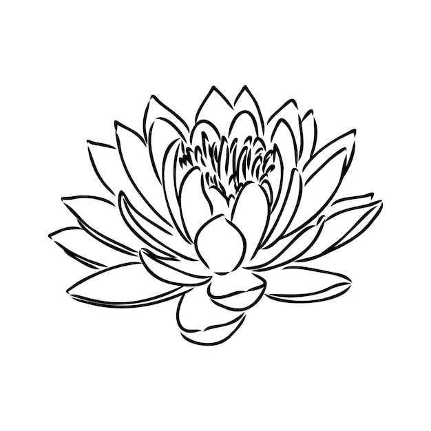 A lotus lily water flower in a vintage woodcut engraved etching style