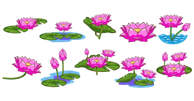 lotus vector set clipart design