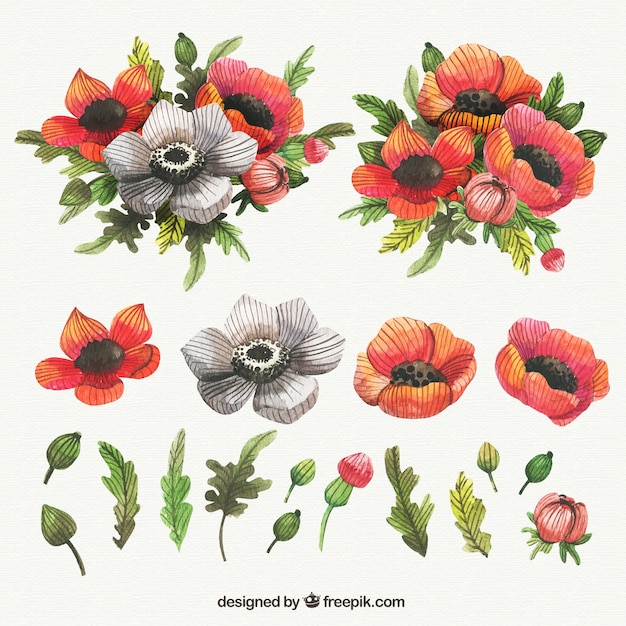 Lovely collection of watercolor poppies