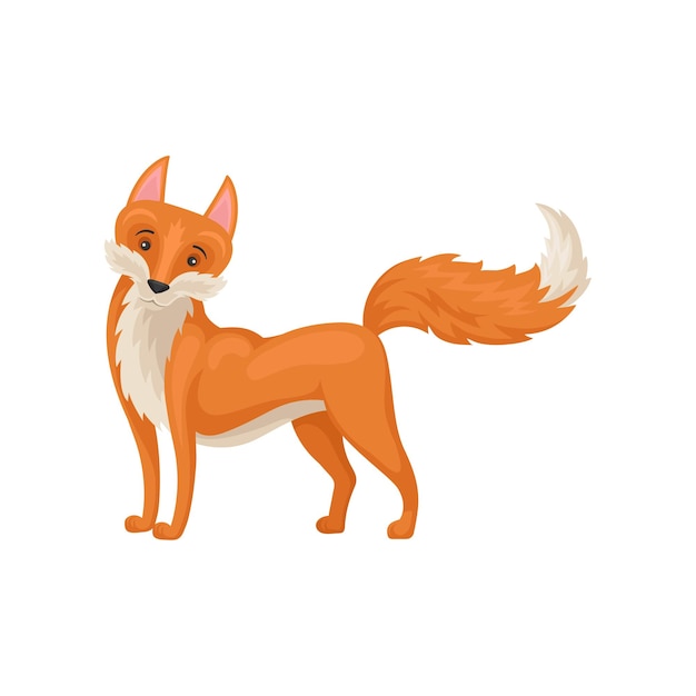 Vector lovely red fox standing with raised tail isolated on white background side view wild creature forest animal graphic element for educational card or mobile game colorful flat vector illustration